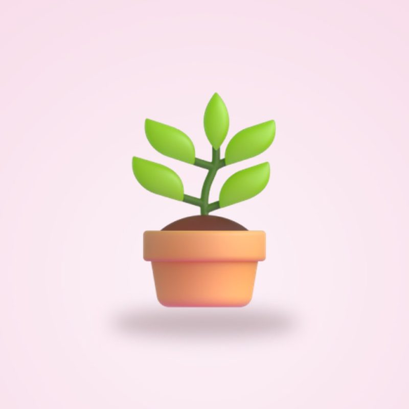 Plante en pot